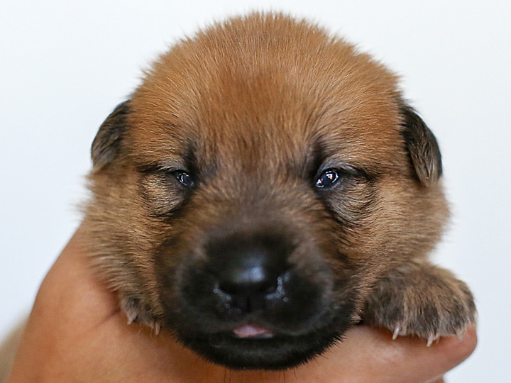chinook puppy